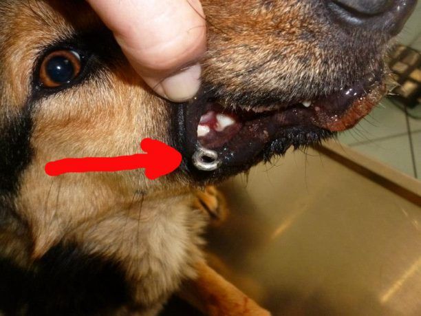 Ηράκλειο Κρήτης: Σκύλος κατάπιε το δόλωμα μαζί με το τεράστιο αγκίστρι
